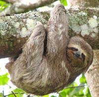 sloth