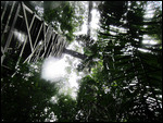 thumbnail.large.22.1363451049.looking-up-at-the-canopy-walk