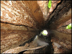 thumbnail.large.22.1363451049.the-hollow-tree